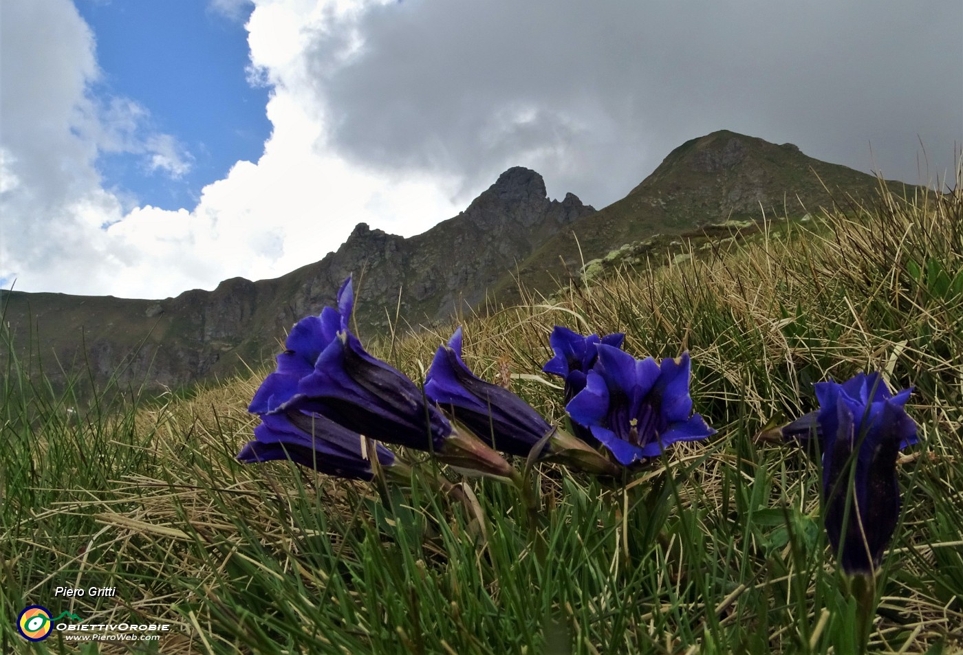 80  Genziana di Koch (Gentiana Kochiana) con vista in Valletto e Tribortoi.JPG -                                